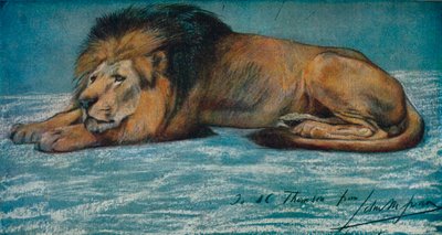 Pastellstudie eines Löwen, um 1900 von John Macallan Swan