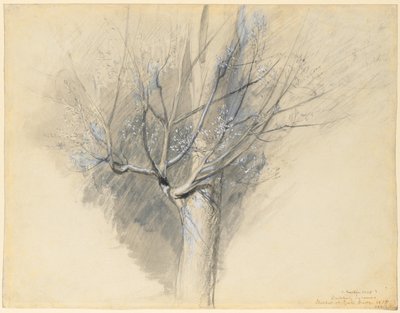 Knospender Ahorn, ca. 1876 von John Ruskin