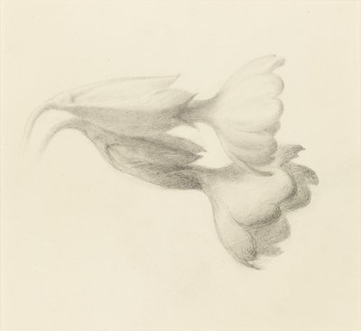 Schlüsselblumen, wahrscheinlich 1871 von John Ruskin