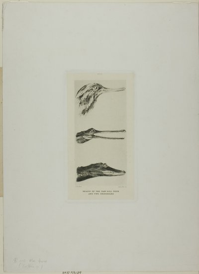 Köpfe von Sägerenten und zwei Krokodilen von John Ruskin