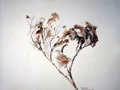 Studie von Eichenblättern von John Ruskin