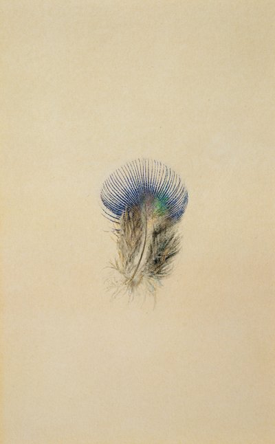 Studie einer Pfauenfeder, 1873 von John Ruskin
