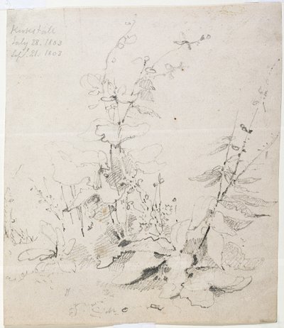 Studie von Unkraut, Kirkstall von John Sell Cotman