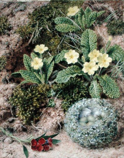 Primeln und Nest von John Sherrin