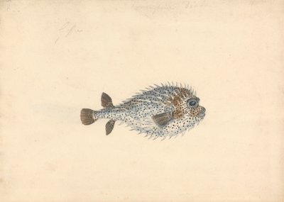 Ein Igelfisch von John Smart