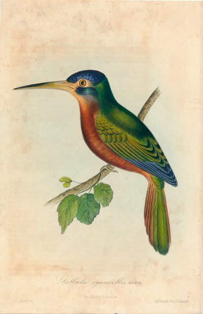 Galbula cyanicollis. Cassin, 1850er Jahre von John T. Bowen