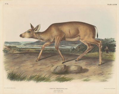 Schwarzschwanzhirsch von John T. Bowen, after John James Audubon
