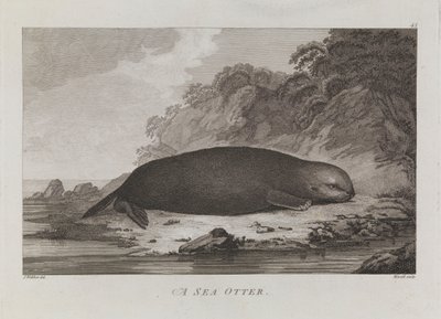 Ein Seeotter von John Webber