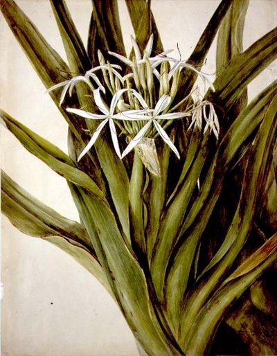 Die Murray-Lilie, cirinum pedunculatum von John William Lewin