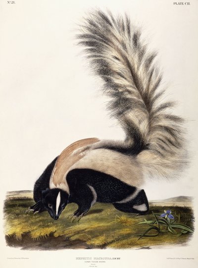 Großschwanz-Skunk, 1846 von John Woodhouse Audubon