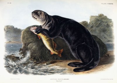 Seeotter, junger Männchen, 1848 von John Woodhouse Audubon