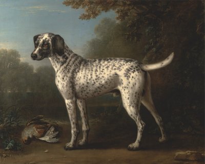 Ein grauer gefleckter Hund von John Wootton