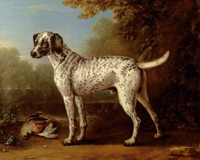 Grauer gefleckter Hund von John Wootton