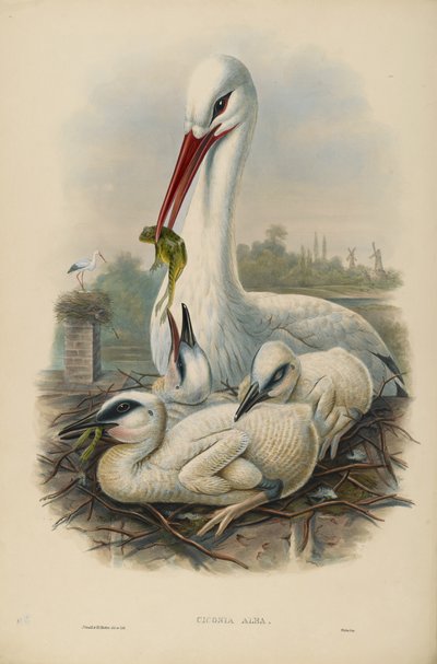 Unbekanntes Bild von John after Gould