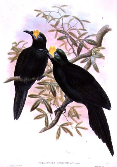 Paradigalla Carunculata von John and Hart, William Gould