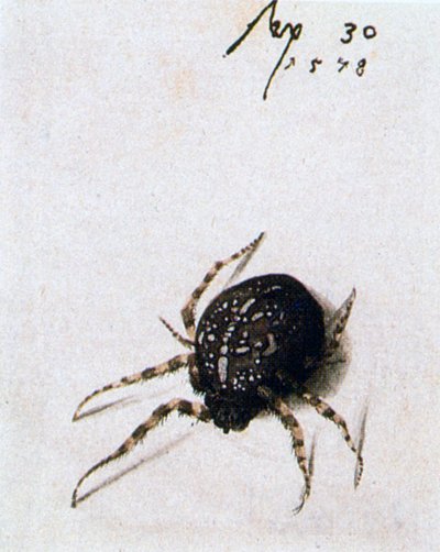 Weibliche Spinne, 1578 von Joris Hoefnagel