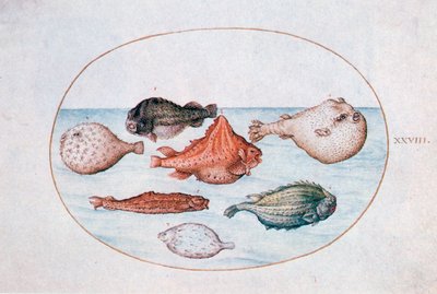 Fisch, 16. Jahrhundert von Joris Hoefnagel