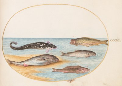 Fisch, ca. 1575-80 von Joris Hoefnagel