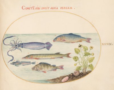 Fisch, ca. 1575-80 von Joris Hoefnagel