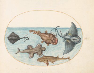 Fisch, ca. 1575-80 von Joris Hoefnagel