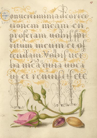 Französische Rose und Pistazie von Joris Hoefnagel