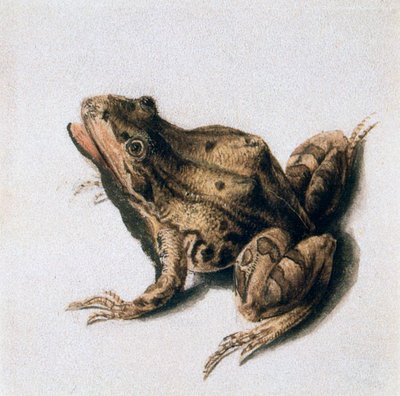 Grüner Frosch, 16. Jahrhundert von Joris Hoefnagel