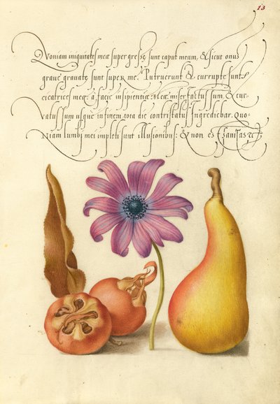 Mispel, Anemone und Birne von Joris Hoefnagel