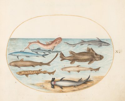 Tafel 10: Neun Haie von Joris Hoefnagel