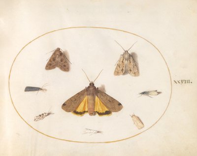 Tafel 28: Acht Motten von Joris Hoefnagel