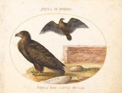 Teller 2: Zwei Adler von Joris Hoefnagel