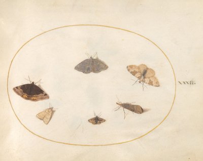 Tafel 32: Sechs Motten von Joris Hoefnagel