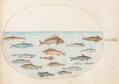Tafel 43: Fünfzehn Fische von Joris Hoefnagel