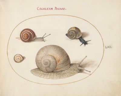 Tafel 61: Vier Schnecken von Joris Hoefnagel