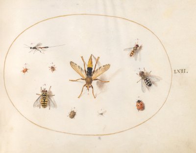 Tafel 62: Zehn Insekten von Joris Hoefnagel