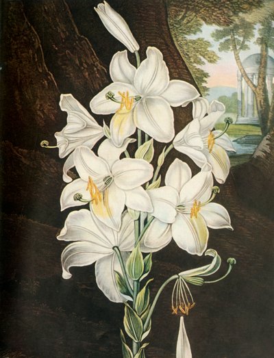 Die weiße Lilie von Joseph Constantine Stadler
