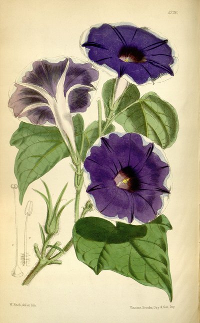 Ipomoea nil, 1868 von Joseph Dalton Hooker