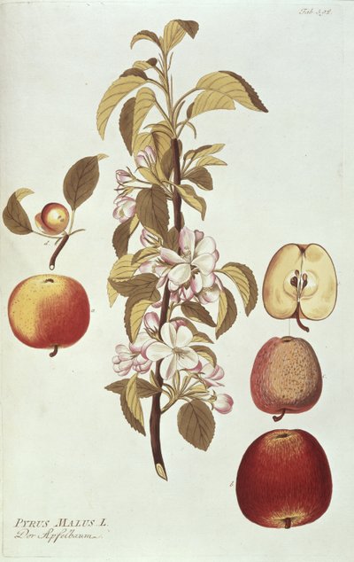 Pyrus Malus von Joseph Jacob Plenck