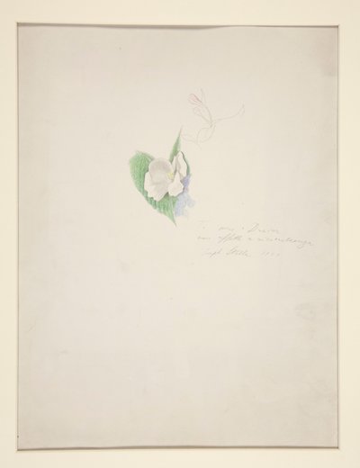 Blume von Joseph Stella