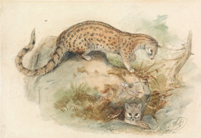 Ginsterkatzen von Joseph Wolf