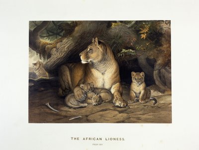 Die afrikanische Löwin, ca. 1880-1883 von Joseph Wolf