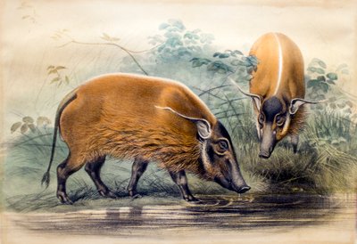 Das Rotflussschwein, 1865 von Joseph Wolf