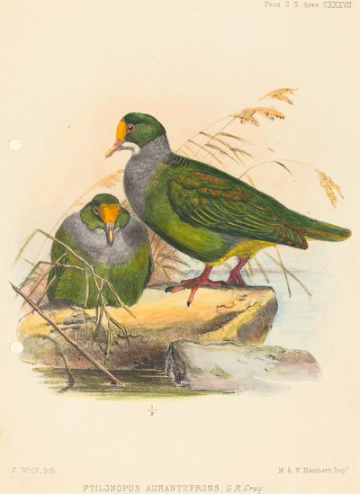 Zwei Vögel (Ptilonopus Auranthfrons) von Joseph Wolf