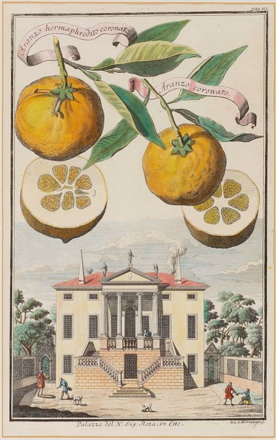 Aranzo Hermaphrodit von Joseph de Montalegre