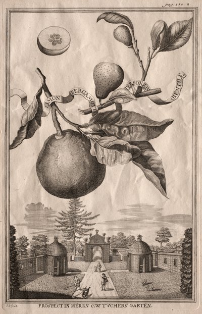 Nürnbergische Hesperides: Limon bergamotto personzin gientile von Joseph de Montalegre