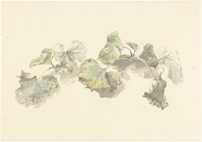 Studie von Blättern von Josephus Augustus Knip