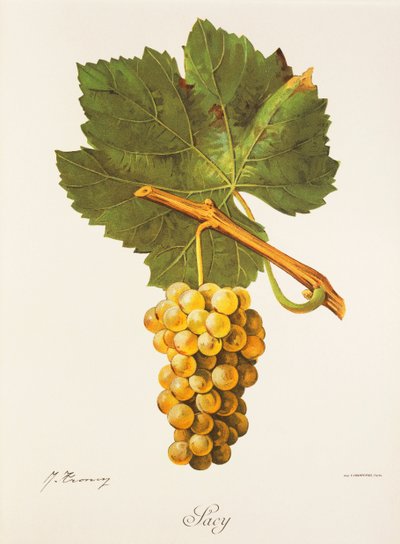 Albourla Traube von Jules Troncy