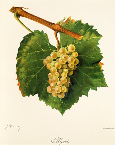 Aligoté-Traube von Jules Troncy