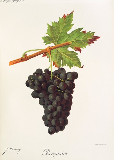 Berzamino-Traube von Jules Troncy