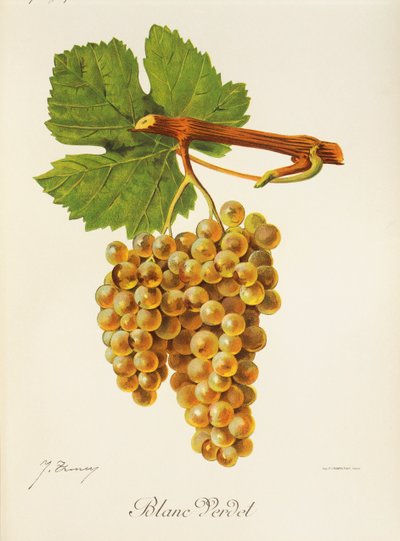 Blanc Verdet Traube von J. Troncy von Jules Troncy