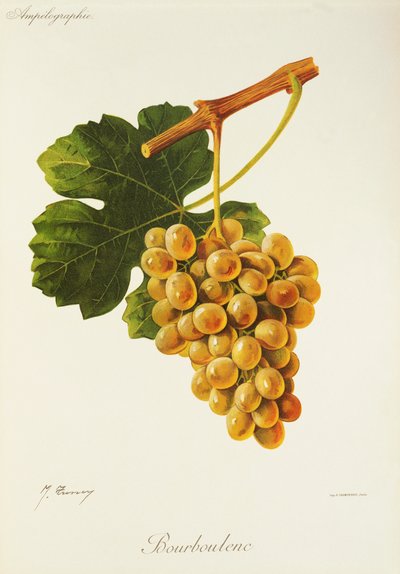 Bourboulenc Traube von Jules Troncy